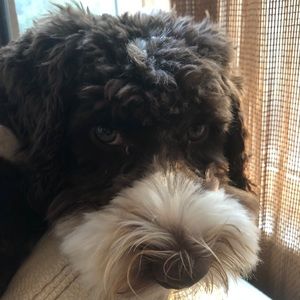 Meet your Posher, Elizabeth ann